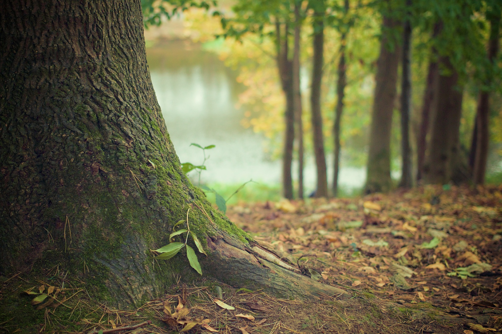 Ecosia : le moteur de recherche qui plante des arbres !