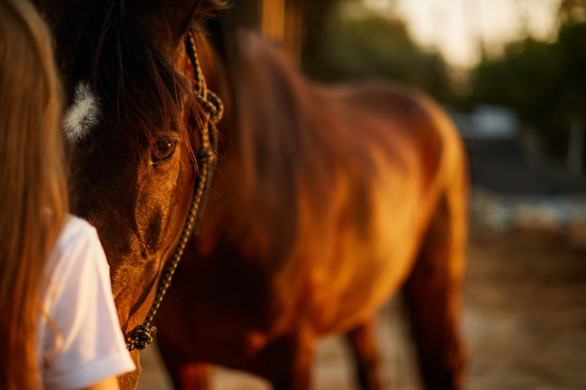 L’Institut du Ressenti : Services thérapeutiques assistés par le cheval